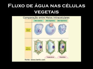 Fluxo de água nas células
         vegetais
 
