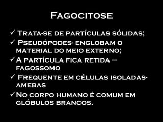 Fagocitose
 Trata-se de partículas sólidas;
 Pseudópodes- englobam o
 material do meio externo;
A partícula fica retida –
 fagossomo
 Frequente em células isoladas-
 amebas
No corpo humano é comum em
 glóbulos brancos.
 
