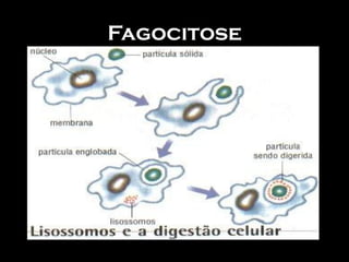 Fagocitose
 