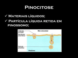 Pinocitose
 Materiais líquidos;
 Partícula líquida retida em
 pinossomo;
 