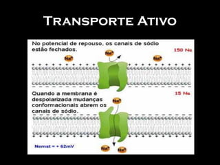 Transporte Ativo
 