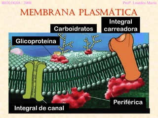 Membrana plasmática
BIOLOGIA / 2008 Profª. Lourdes Maria
Glicoproteína
Carboidratos
Periférica
Integral
carreadora
Integral de canal
 