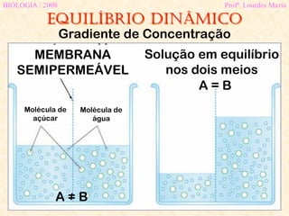Equilíbrio dinâmico
BIOLOGIA / 2008 Profª. Lourdes Maria
Gradiente de Concentração
A ≠ B
A = B
MEMBRANA
SEMIPERMEÁVEL
Molécula de
açúcar
Molécula de
água
Solução em equilíbrio
nos dois meios
 