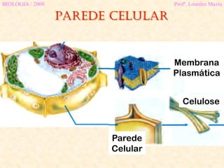 Parede celular
BIOLOGIA / 2008 Profª. Lourdes Maria
Membrana
Plasmática
Celulose
Parede
Celular
 