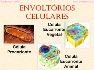 ENVOLTÓRIOS
CELULARES
BIOLOGIA / 2008 Profª. Lourdes Maria
Célula
Eucarionte
Animal
Célula
Eucarionte
Vegetal
Célula
Procarionte
 