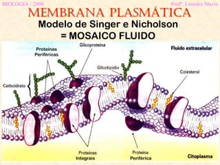 Membrana plasmática
BIOLOGIA / 2008 Profª. Lourdes Maria
Modelo de Singer e Nicholson
= MOSAICO FLUIDO
Integrais Periférica
Proteínas
Periféricas
 