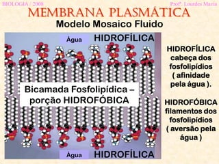 Membrana plasmática
BIOLOGIA / 2008 Profª. Lourdes Maria
Modelo Mosaico Fluido
HIDROFÓBICA
filamentos dos
fosfolipídios
( aversão pela
água )
HIDROFÍLICA
cabeça dos
fosfolipídios
( afinidade
pela água ).
Bicamada Fosfolipídica –
porção HIDROFÓBICA
HIDROFÍLICA
HIDROFÍLICA
Água
Água
 