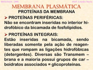 Membrana plasmática
BIOLOGIA / 2008 Profª. Lourdes Maria
PROTEÍNAS DA MEMBRANA
 PROTEÍNAS PERIFÉRICAS:
Não se encontram inseridas no interior hi-
drofóbico da bicamada de fosfolipídios.
 PROTEÍNAS INTEGRAIS:
Estão inseridas na bicamada, sendo
liberadas somente pela ação de reagen-
tes que rompam as ligações hidrofóbicas
(detergentes). Diversas são Transmem –
brana e a maioria possui grupos de car –
boidratos associados = glicoproteínas.
 