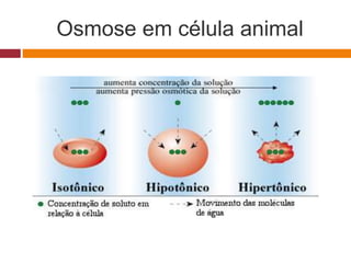 Osmose em célula animal
 