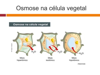 Osmose na célula vegetal
 