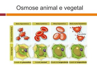 Osmose animal e vegetal
 