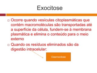 Exocitose
 Ocorre quando vesículas citoplasmáticas que
contém macromoléculas são transportadas até
a superfície da célula, fundem-se à membrana
plasmática e elimina o conteúdo para o meio
externo
 Quando os resíduos eliminados são da
digestão intracelular:
Clasmocitose
 