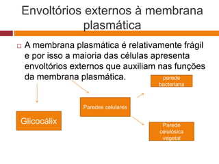 Envoltórios externos à membrana
plasmática
 A membrana plasmática é relativamente frágil
e por isso a maioria das células apresenta
envoltórios externos que auxiliam nas funções
da membrana plasmática.
Glicocálix
Paredes celulares
parede
bacteriana
Parede
celulósica
vegetal
 