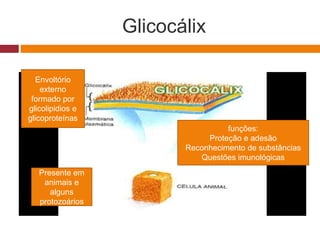 Glicocálix
Envoltório
externo
formado por
glicolipidios e
glicoproteínas
Presente em
animais e
alguns
protozoários
funções:
Proteção e adesão
Reconhecimento de substâncias
Questões imunológicas
 