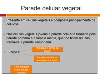 Parede celular vegetal
 Presente em células vegetais e composta principalmente de
celulose.
 Nas células vegetais jovens a parede celular é formada pela
parede primária e a lamela média, quando ficam adultas
forma-se a parede secundaria.
 Funções:
Proteção e forma da
célula
Impede a entrada
excessiva de água
Comunicação
entre células
vizinhas
 