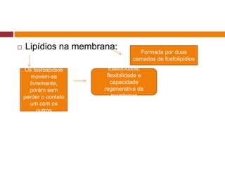  Lipídios na membrana:
Formada por duas
camadas de fosfolipídios
Os fosfolipídios
movem-se
livremente,
porém sem
perder o contato
um com os
outros
Elasticidade,
flexibilidade e
capacidade
regenerativa da
membrana
 