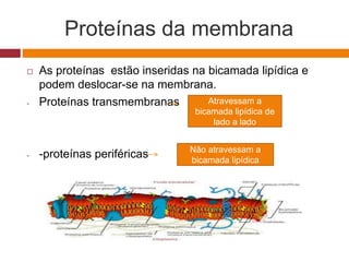 Proteínas da membrana
 As proteínas estão inseridas na bicamada lipídica e
podem deslocar-se na membrana.
- Proteínas transmembranas
- -proteínas periféricas
Atravessam a
bicamada lipídica de
lado a lado
Não atravessam a
bicamada lipídica
 