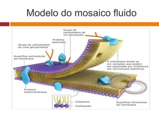 Modelo do mosaico fluido
 