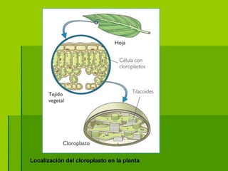Localización del cloroplasto en la planta 