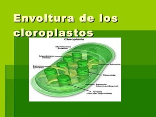 Envoltura de los cloroplastos 