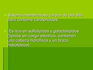 Sistema membranoso carece de clorofila pero contiene carotenoides. Es rica en sulfolípidos y galactolípidos (lípidos sin carga eléctrica, contienen una cabeza hidrofílica y un brazo hidrofóbico). 