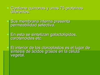 Contiene quinonas y unas 75 proteínas diferentes. Sus membrana interna presenta permeabilidad selectiva. En esta se sintetizan galactolípidos, carotenoides etc. El interior de los cloroplastos es el lugar de síntesis de ácidos grasos en la célula vegetal . 