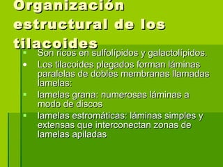 Organización estructural de los tilacoides Son ricos en sulfolípidos y galactolípidos. Los tilacoides plegados forman láminas paralelas de dobles membranas llamadas lamelas: lamelas grana: numerosas láminas a modo de discos lamelas estromáticas: láminas simples y extensas que interconectan zonas de lamelas apiladas   