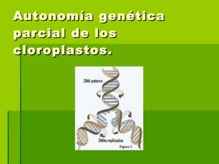 Autonomía genética parcial de los cloroplastos. 