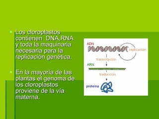 Los cloroplastos contienen  DNA,RNA y toda la maquinaria necesaria para la replicación genética. En la mayoría de las plantas el genoma de los cloroplastos proviene de la vía materna. 