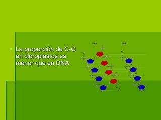 La proporción de C-G en cloroplastos es menor que en DNA  