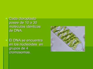 Cada cloroplasto posee de 10 a 30 moléculas idénticas de DNA. El DNA se encuentra en los núcleoides  en grupos de 4 cromosomas. 