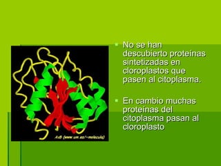 No se han descubierto proteínas sintetizadas en cloroplastos que pasen al citoplasma. En cambio muchas proteínas del citoplasma pasan al cloroplasto 