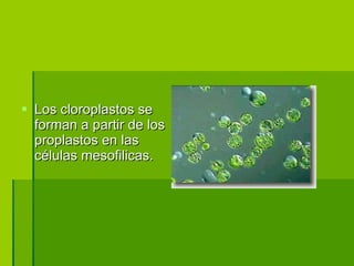 Los cloroplastos se forman a partir de los proplastos en las células mesofilicas. 