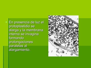 En presencia de luz el protoplastidio se alarga y la membrana interna se invagina formando prolongaciones paralelas al alargamiento. 