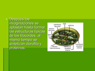 Después las invaginaciones se aplastan hasta formar las estructuras típicas de los tilacoides, al mismo tiempo se sintetizan clorofila y proteínas. 