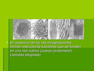 en ausencia de luz las invaginaciones forman estructuras tubulares que se funden en una red cúbica (cuerpo prolamelar). Llamada etioplasto 
