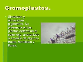 Cromoplastos. Sintetizan y almacenan pigmentos. Su presencia en las plantas determina el color rojo, anaranjado o amarillo de algunas frutas, hortalizas y flores.  