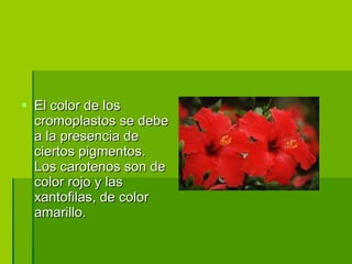 El color de los cromoplastos se debe a la presencia de ciertos pigmentos. Los carotenos son de color rojo y las xantofilas, de color amarillo.  