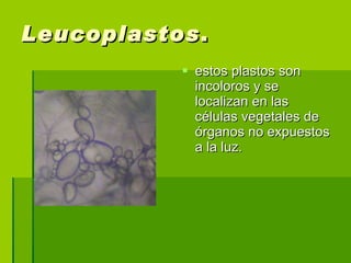 Leucoplastos . estos plastos son incoloros y se localizan en las células vegetales de órganos no expuestos a la luz. 