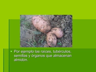 Por ejemplo las raíces, tubérculos, semillas y órganos que almacenan almidón.  