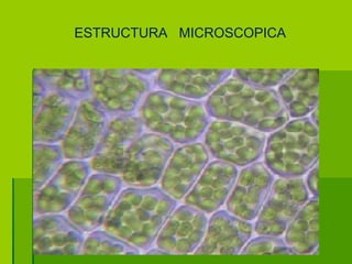 ESTRUCTURA  MICROSCOPICA 