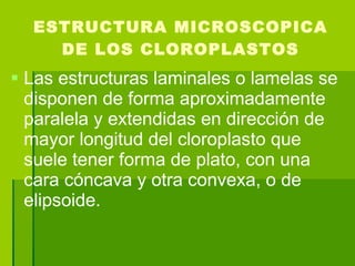 ESTRUCTURA MICROSCOPICA DE LOS CLOROPLASTOS Las estructuras laminales o lamelas se disponen de forma aproximadamente paralela y extendidas en dirección de mayor longitud del cloroplasto que suele tener forma de plato, con una cara cóncava y otra convexa, o de elipsoide. 