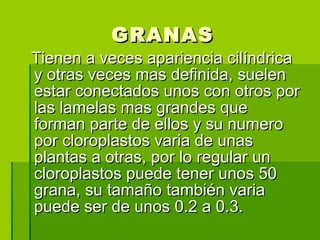 GRANAS Tienen a veces apariencia cilíndrica y otras veces mas definida, suelen estar conectados unos con otros por las lamelas mas grandes que forman parte de ellos y su numero por cloroplastos varia de unas plantas a otras, por lo regular un cloroplastos puede tener unos 50 grana, su tamaño también varia puede ser de unos 0.2 a 0.3. 