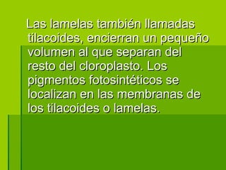 Las lamelas también llamadas tilacoides, encierran un pequeño volumen al que separan del resto del cloroplasto. Los pigmentos fotosintéticos se localizan en las membranas de los tilacoides o lamelas. 