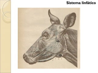 Sistema linfáticoSistema linfático
 