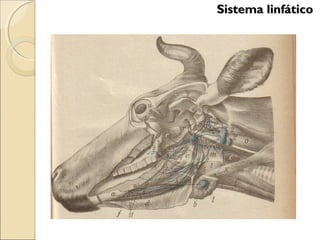 Sistema linfáticoSistema linfático
 