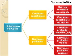 Sistema linfáticoSistema linfático
 