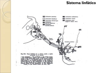 Sistema linfáticoSistema linfático
 