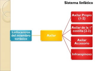 Sistema linfáticoSistema linfático
 