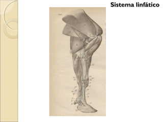 Sistema linfáticoSistema linfático
 